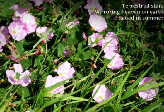 Terrestrial stars Mirroring heaven on earth Haloed in summer