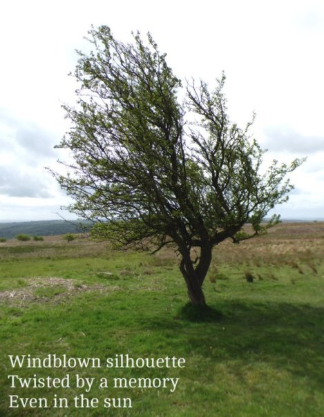 Windblown silhouette Twisted by a memory Even in the sun