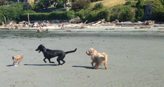 3 dogs on beach
