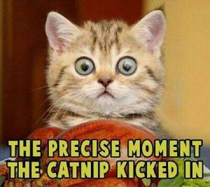 Catnip