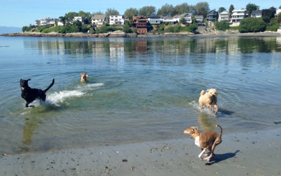 Dogs in water