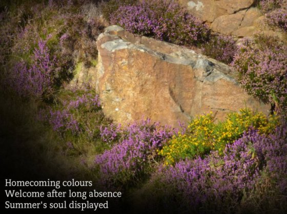Homecoming colours Welcome after long absence Summer's soul displayed