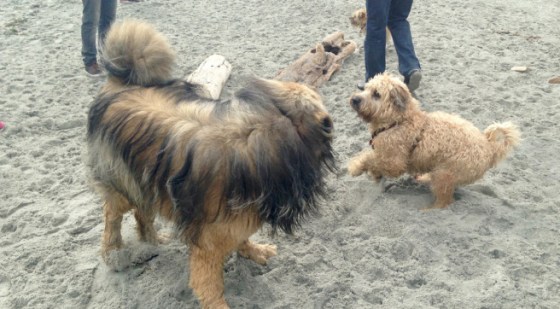 Farley and the giant