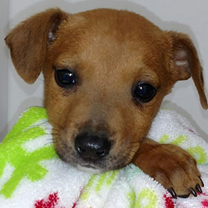 the new pup's baby picture