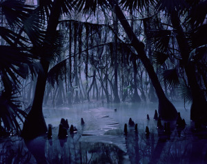 swamp