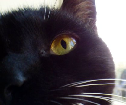cat-close-up-of-eye-2