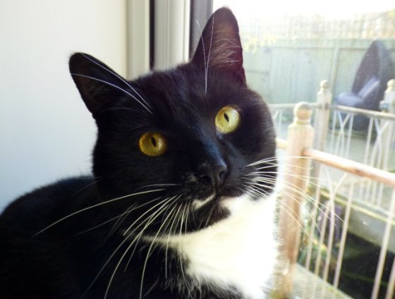 cat-close-up-of-eye-3