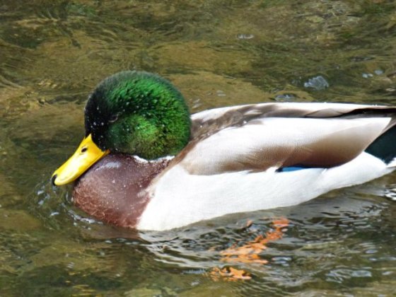 frost-fog-derbyshire-hermits-030