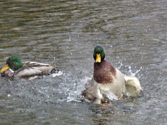 frost-fog-derbyshire-hermits-033