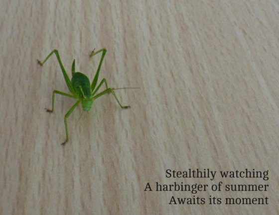 grasshopper-in-the-kitchen-stealthily-watching-a-harbinger-of-summer-awaits-its-moment