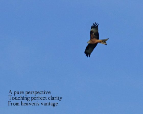 hawk-in-flight-a-pure-perspective-touching-perfect-clarity-from-heavens-vantage