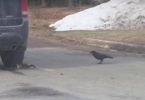 Feb. 7 (UPI) -- A squirrel holding a piece of pizza and a crow engaged in a lengthy chase throughout a neighborhood in Canada. The squirrel can be seen enjoying its slice of pizza on a street in Nova Scotia, as the theiving crow swoops in to swipe the newfound snack out of its grasp. In hopes of defending its meal, the crafty squirrel attempted to hide behind the wheel of a nearby parked car to avoid the lurking crow's beak. Come on! Why can't we all just get along, People...and crows...and squirrels?