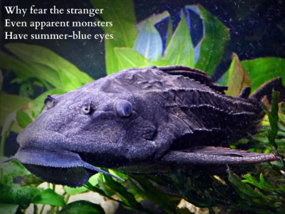 why-fear-the-stranger-even-apparent-monsters-have-summer-blue-eyes