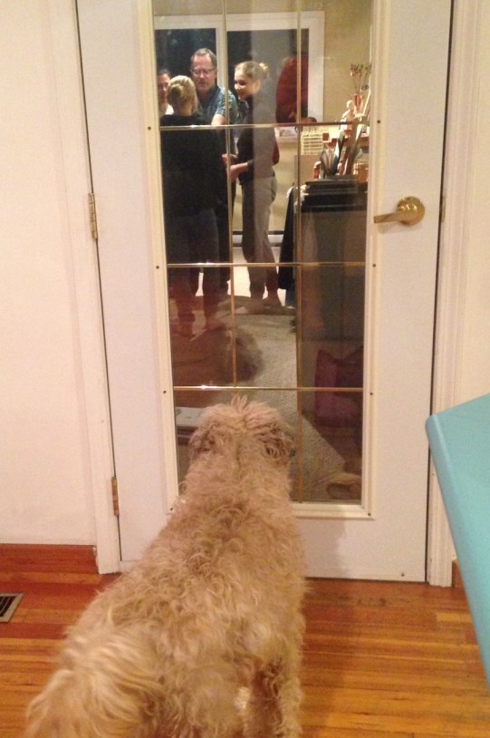 farley-and-guinea-pigs