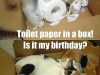 A Purrfect Cat Present –&nbsp;Meme…