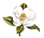 Magnolia.gif