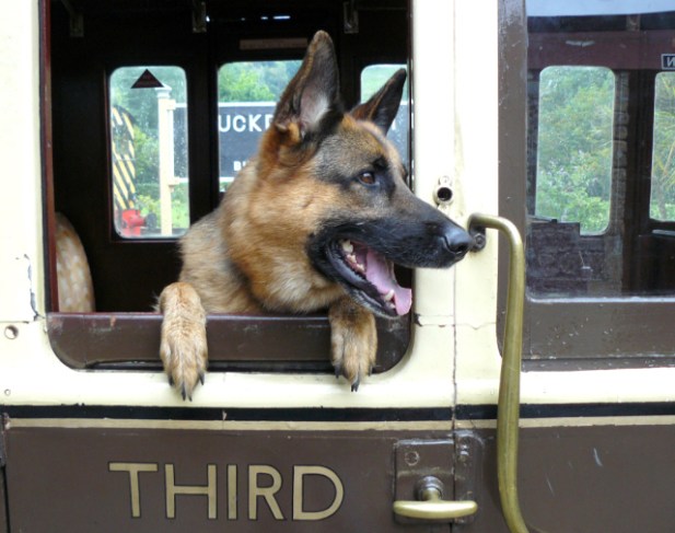 Pharaoh. Image: Paul Handover