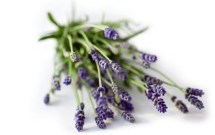 Lavender c Paul Debois main.jpg