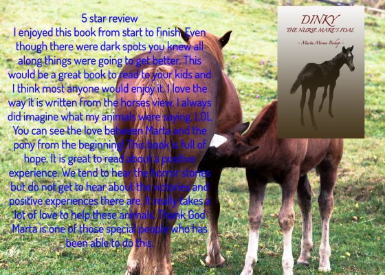 Marta dinky the nurse mare's foal review.jpg