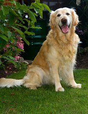 goldenretrievers3