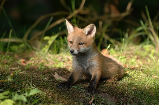 red fox