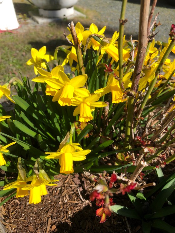 v75i+MECTR+dlHtqNwpOBA