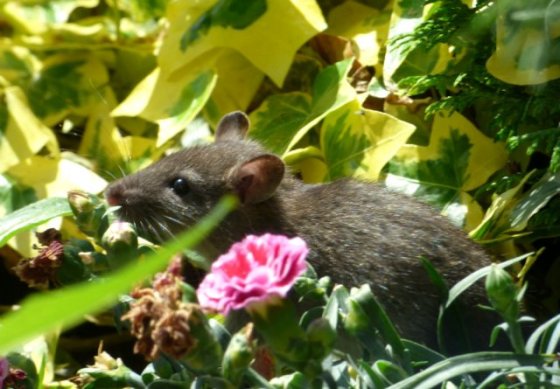 bald tailed squirrel 037