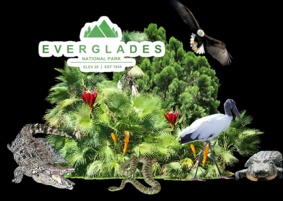 Ger everglades with bird.png