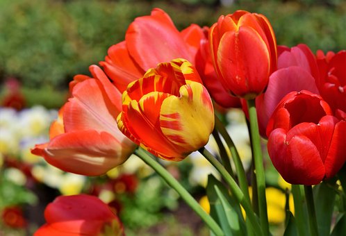 tulips