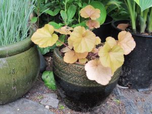 Heuchera coral bells "Timeless Orange" and pot "Toga Bell Yama, olive black"