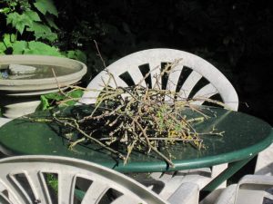 twigs from crows' nest