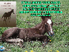  “Dinky: The Nurse Mare’s Foal” by Marta Moran Bishop – #CraftsHobbies&Home, #AnimalCare&Pets, #Horses