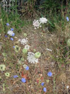 Chicory and Queen Anne's Lace on boulevard