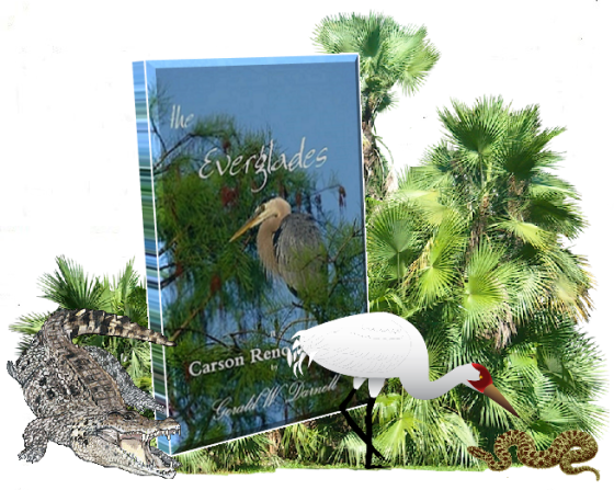Ger everglades with bird and gator.png