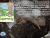 Squirrelly loves to play but doesn’t like gathering acorns for the winter. – Squirrelly by Mary Clark&nbsp;Dalton