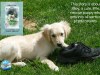 This story is about Riley, a cute, little, rescue puppy who gets into all sorts of predicaments. – Riley Gets Into Predicaments by Pamela&nbsp;Ackerson